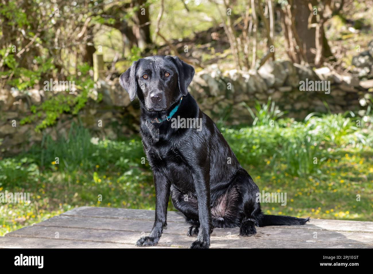 Portrait of a young black Labrador sitting on a picnic table Stock ...