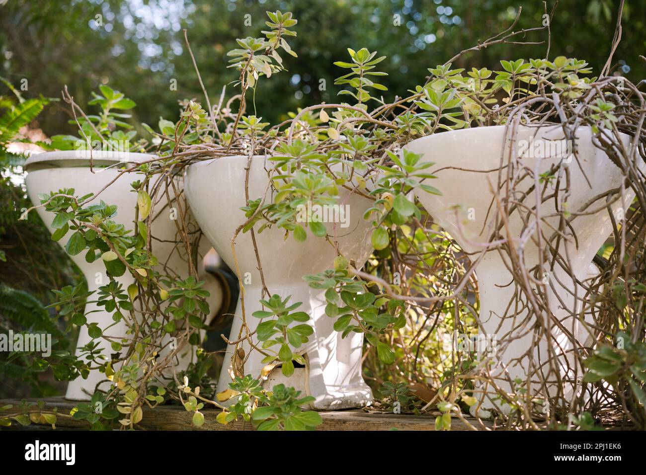 Reuse and Recycle Toilet Bowls as Flower Pots in Garden Design Stock