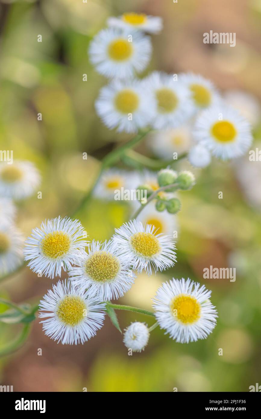 Daisy fleabane blooming on a sunny morning in springtime. Stock Photo