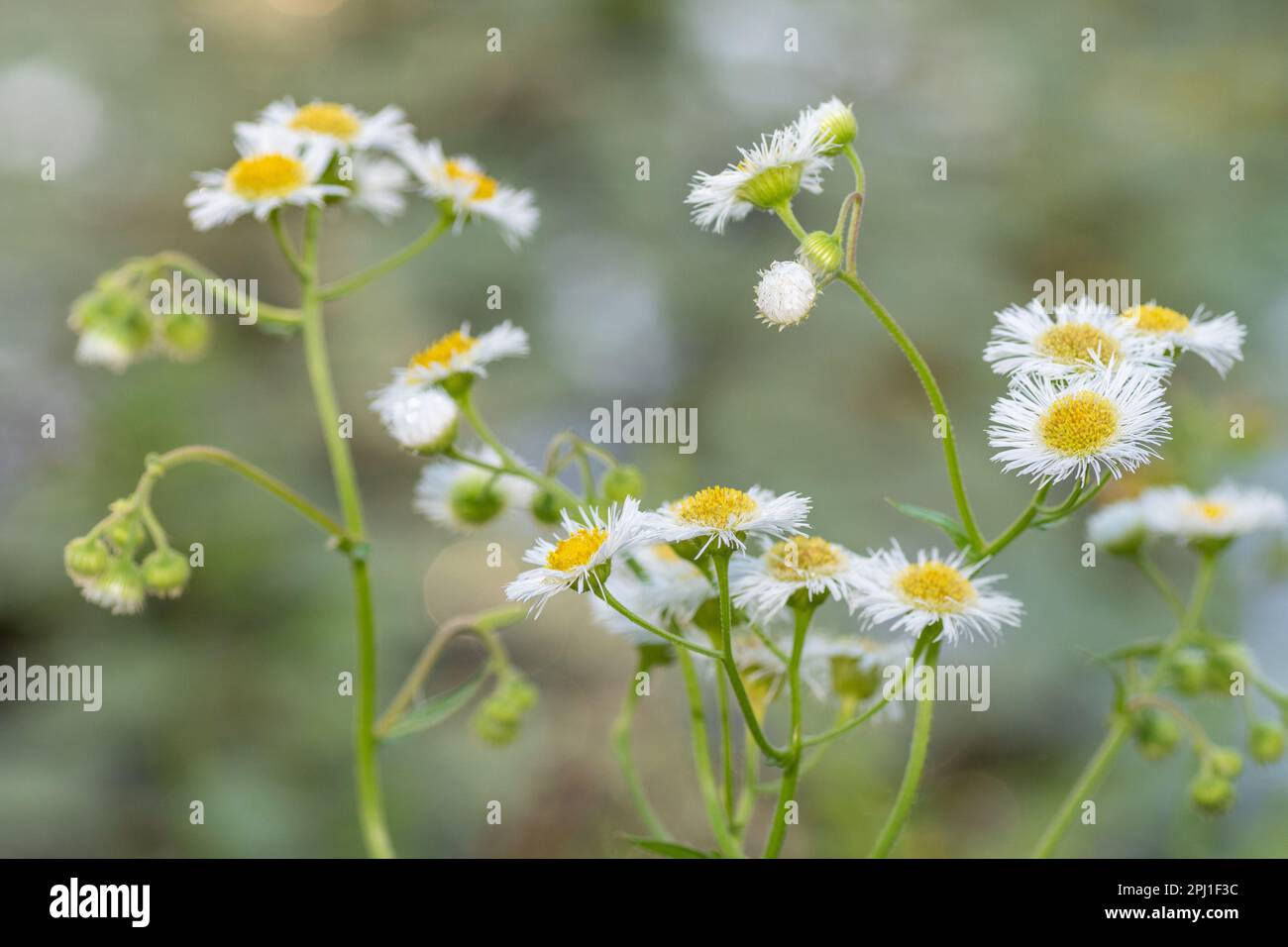 Erigeron strigosus blooming on a sunny day in spring. Stock Photo