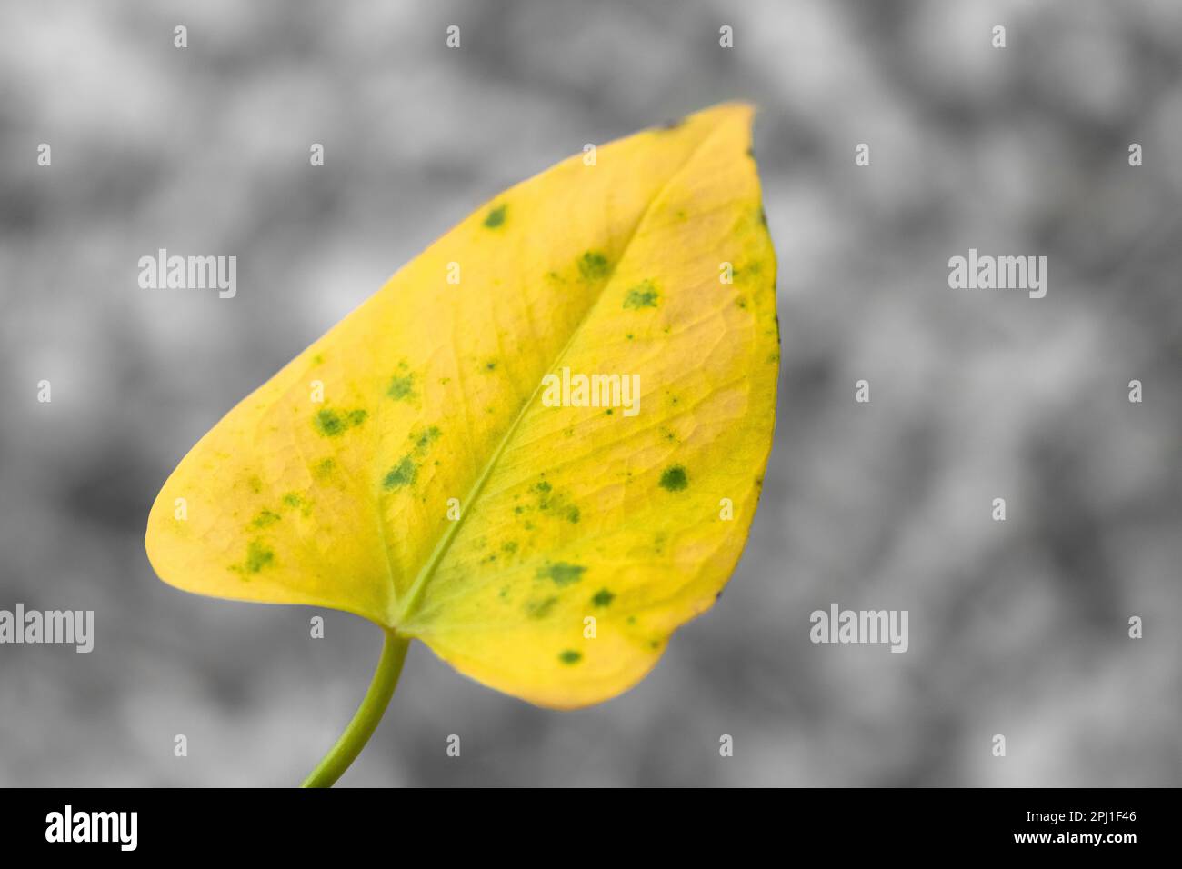 Yellow Anthurium leaf on grey background. Color selection. Copy space Stock Photo