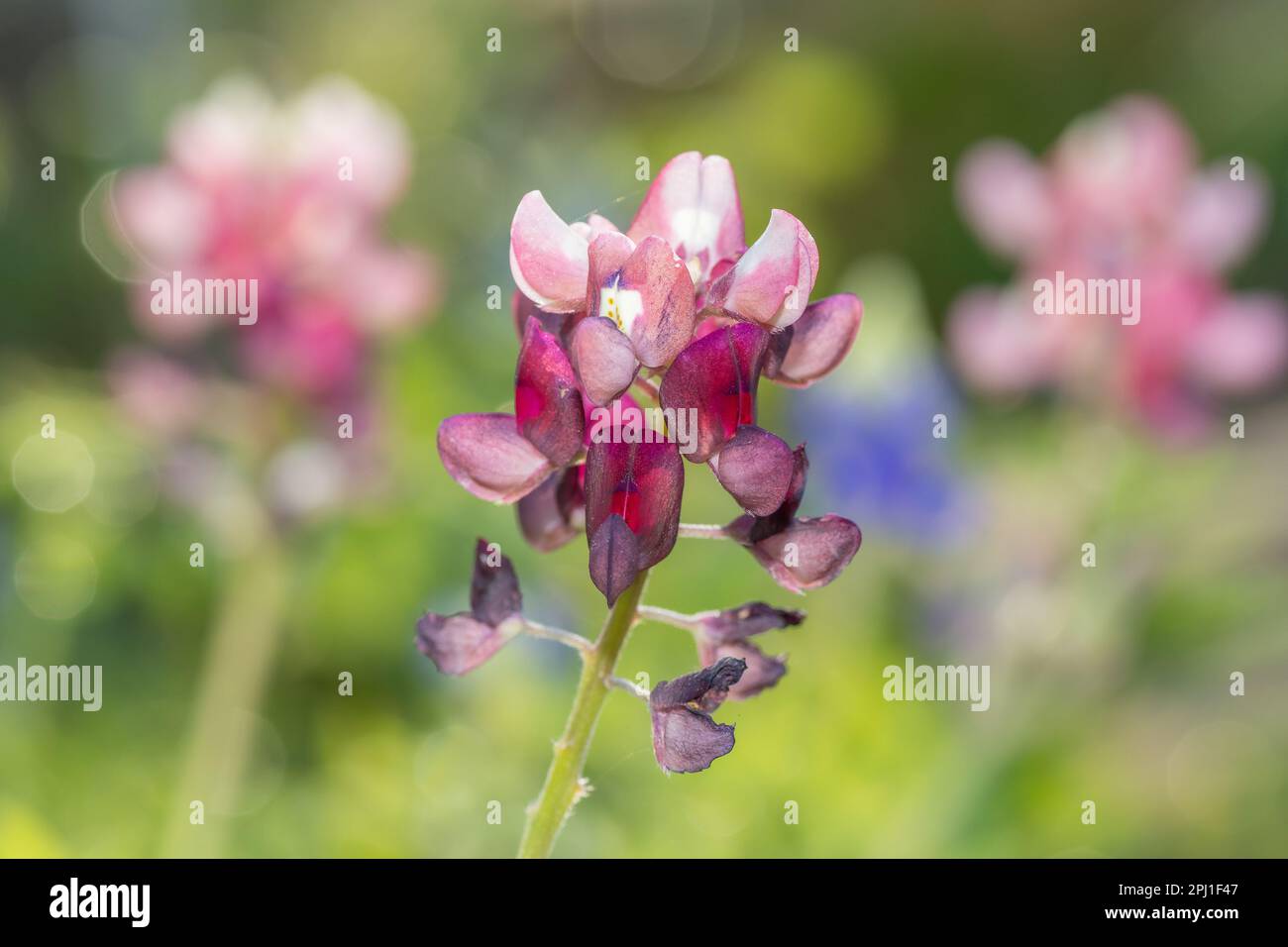 A red bluebonnet viewed closeup, with bluebonnets in the background blurry. Stock Photo