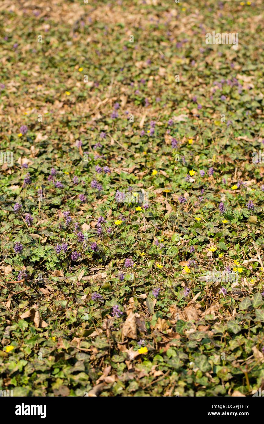 A glade of blooming primroses in a wild forest in spring Stock Photo ...