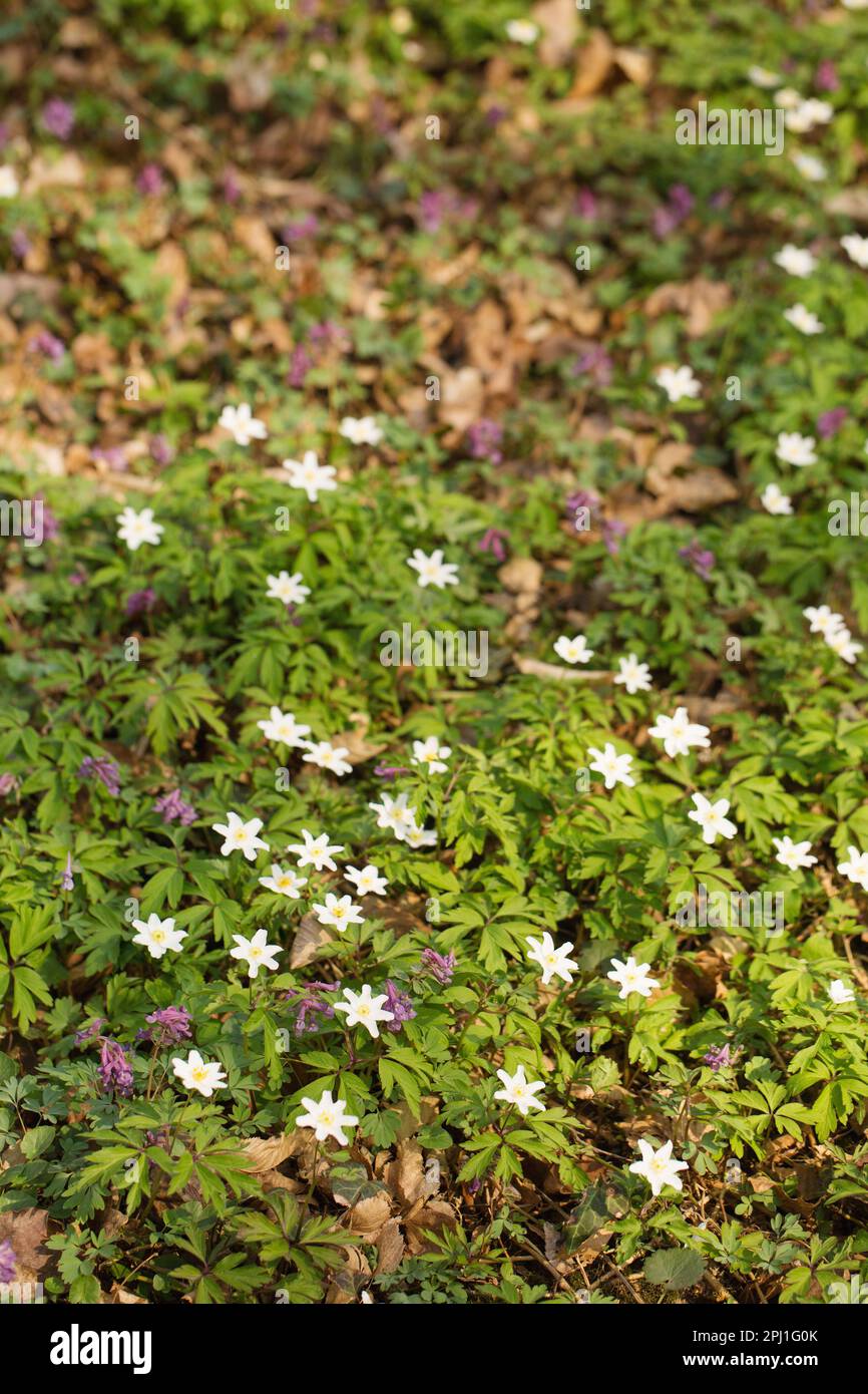 A glade of blooming primroses in a wild forest in spring Stock Photo ...