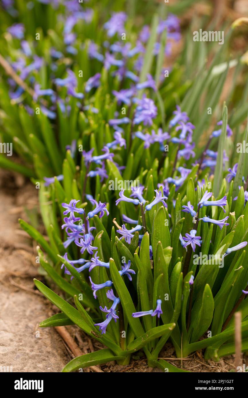 Beautiful blue hyacinths bloom in the garden in spring Stock Photo - Alamy