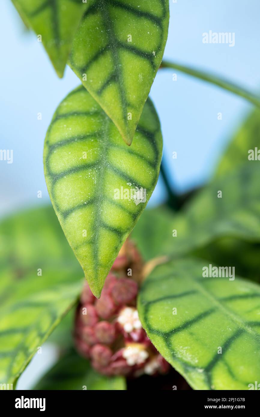 House plants arrangements Stock Photo