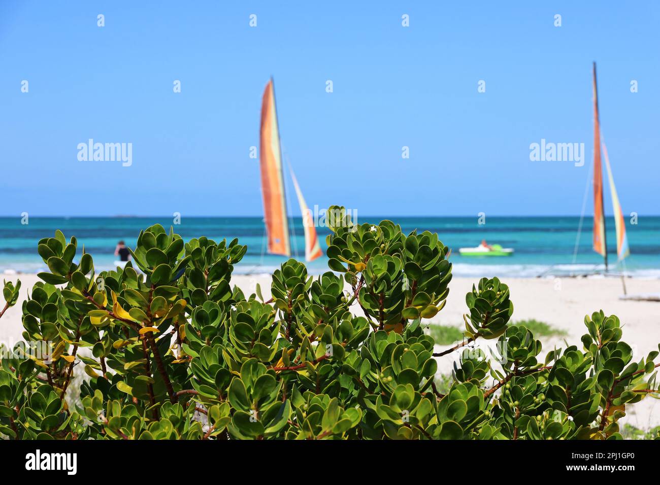 View to tropical plants on a sandy beach and blue ocean with sailboats. Holidays on a Caribbean island Stock Photo