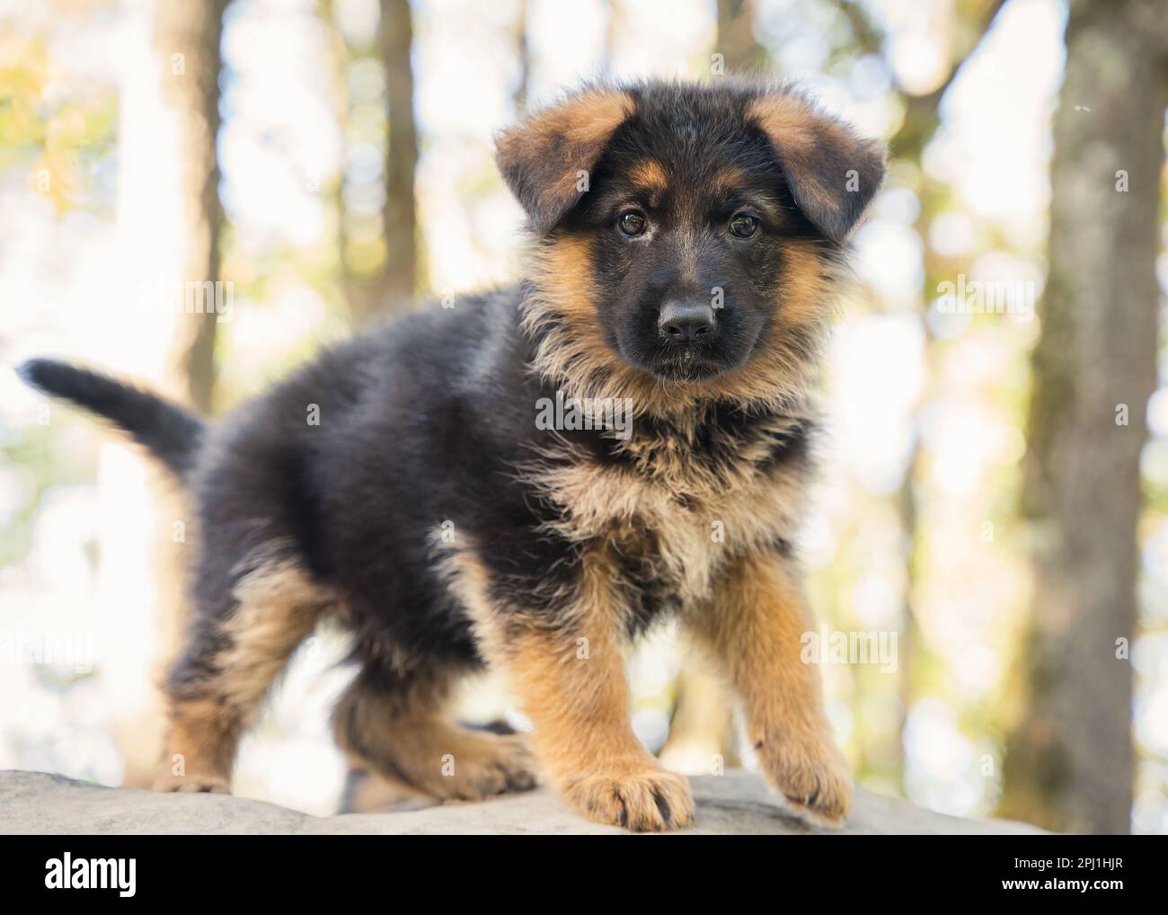 German Shepherd puppy Stock Photo