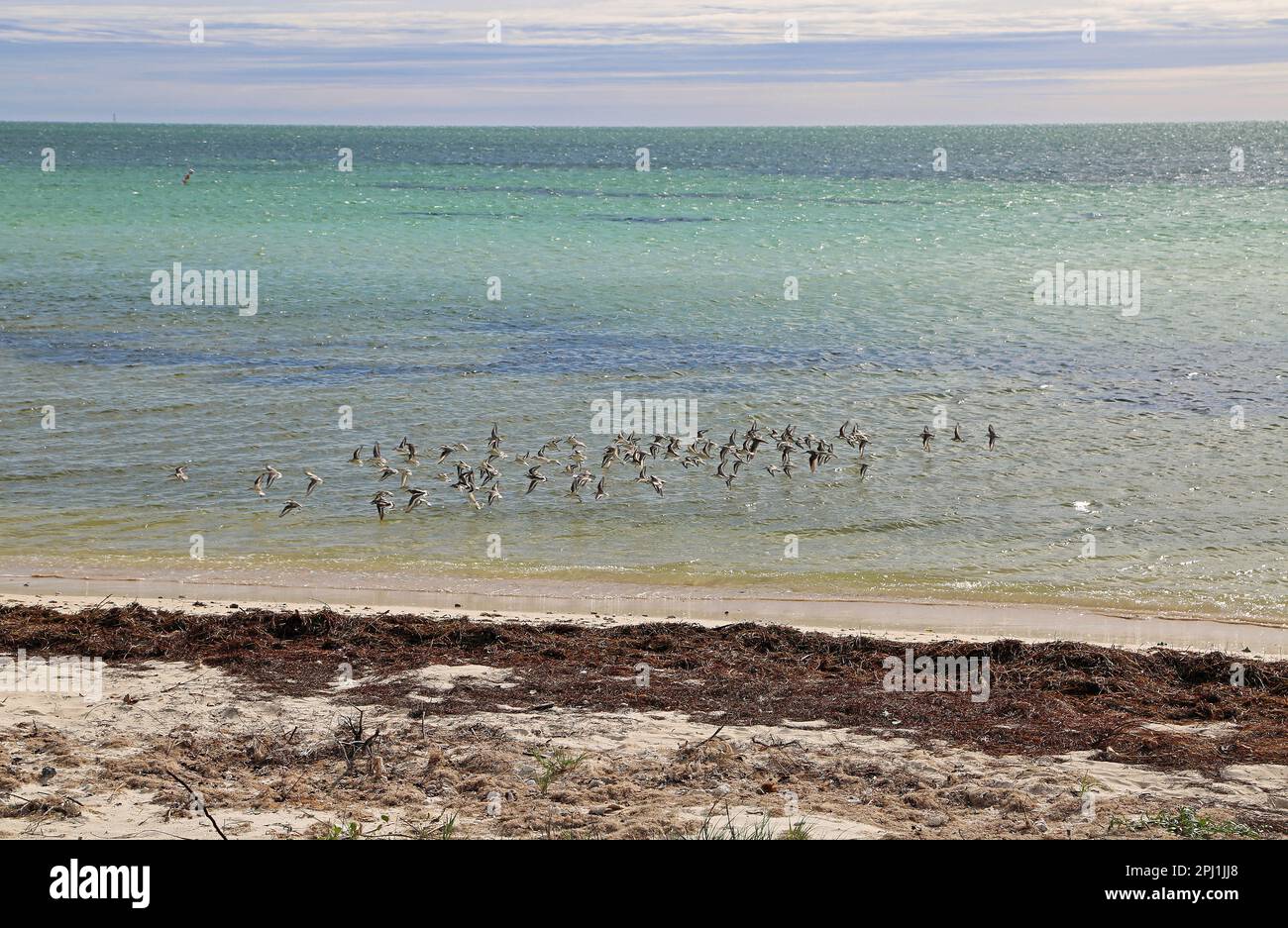 Flock of birds flying - Bahia Honda - Florida Stock Photo