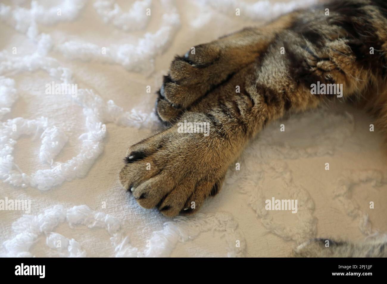 Six toes paw of Hemingway's cat, Key West Stock Photo