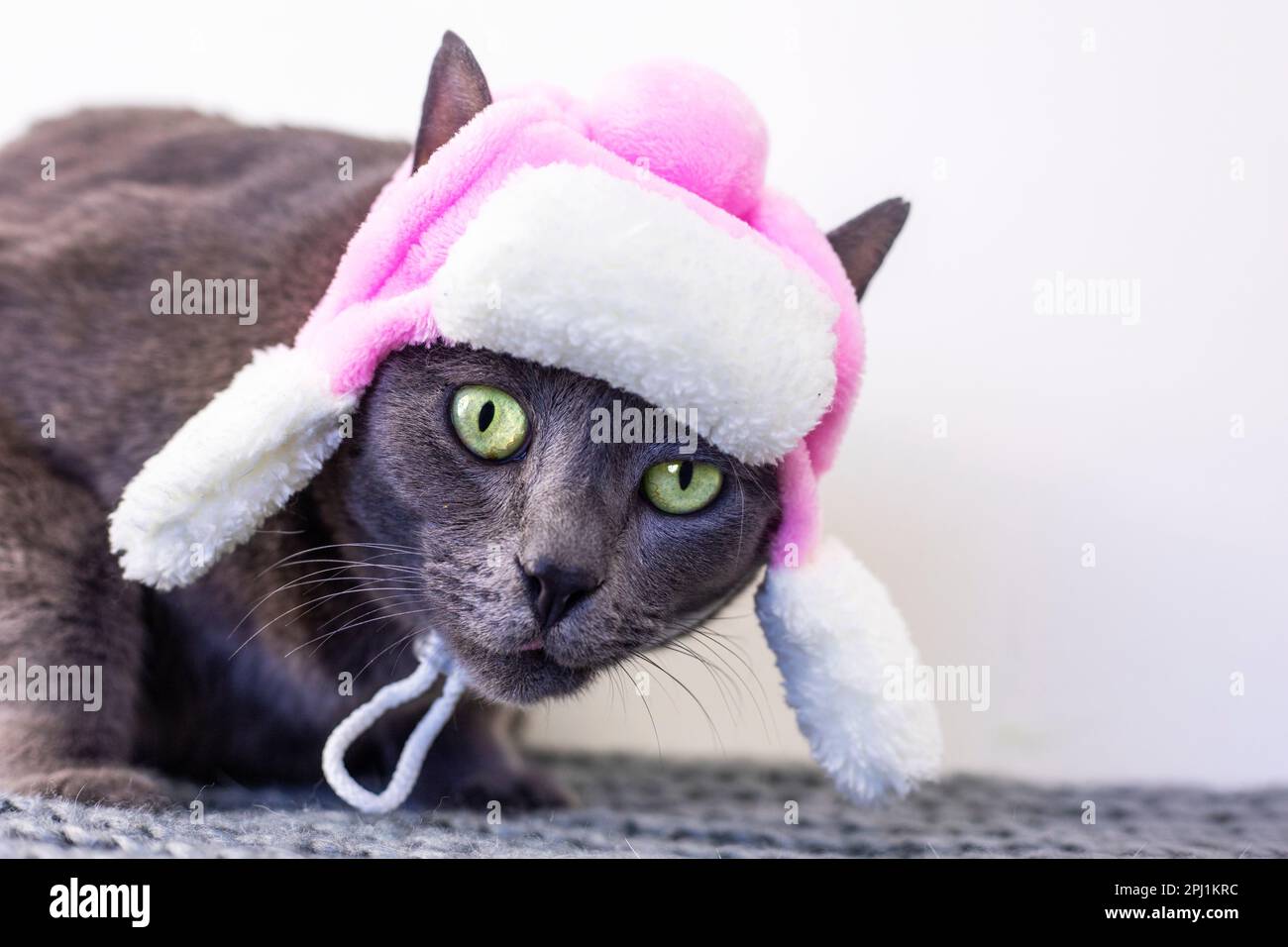 profile of a funny brown Burmese cat in a white cap with earflaps with ...