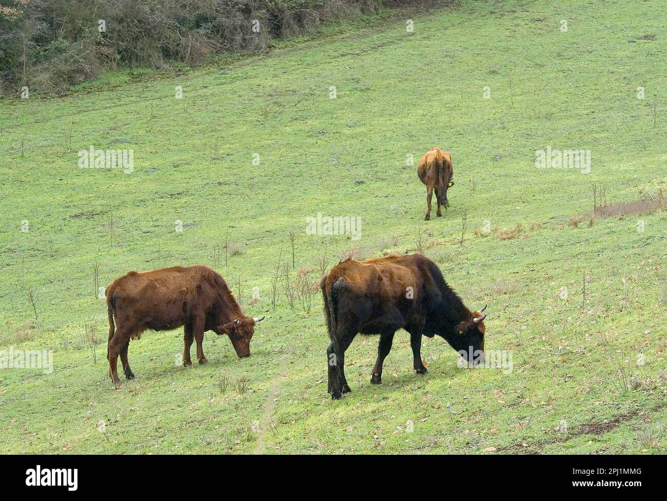 cow ((SardoModica, red ox or bue rosso breed)with her calf eat in the