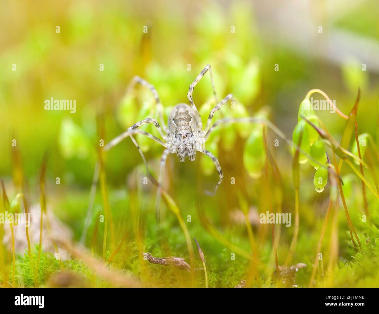 Sporangi hi-res stock photography and images - Alamy