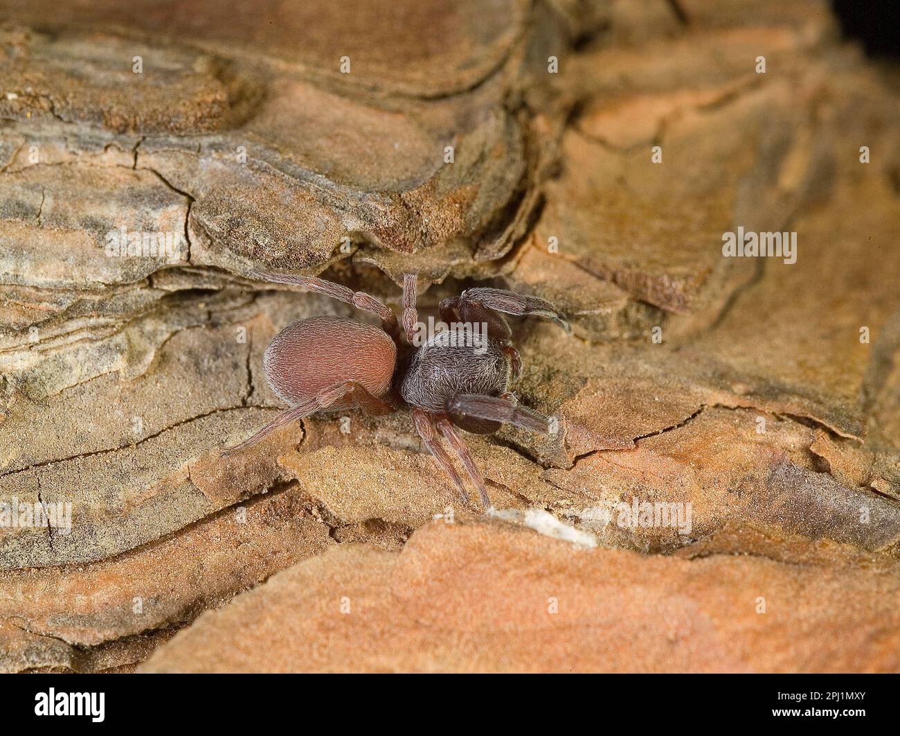 Dangert poisonous hi-res stock photography and images - Alamy