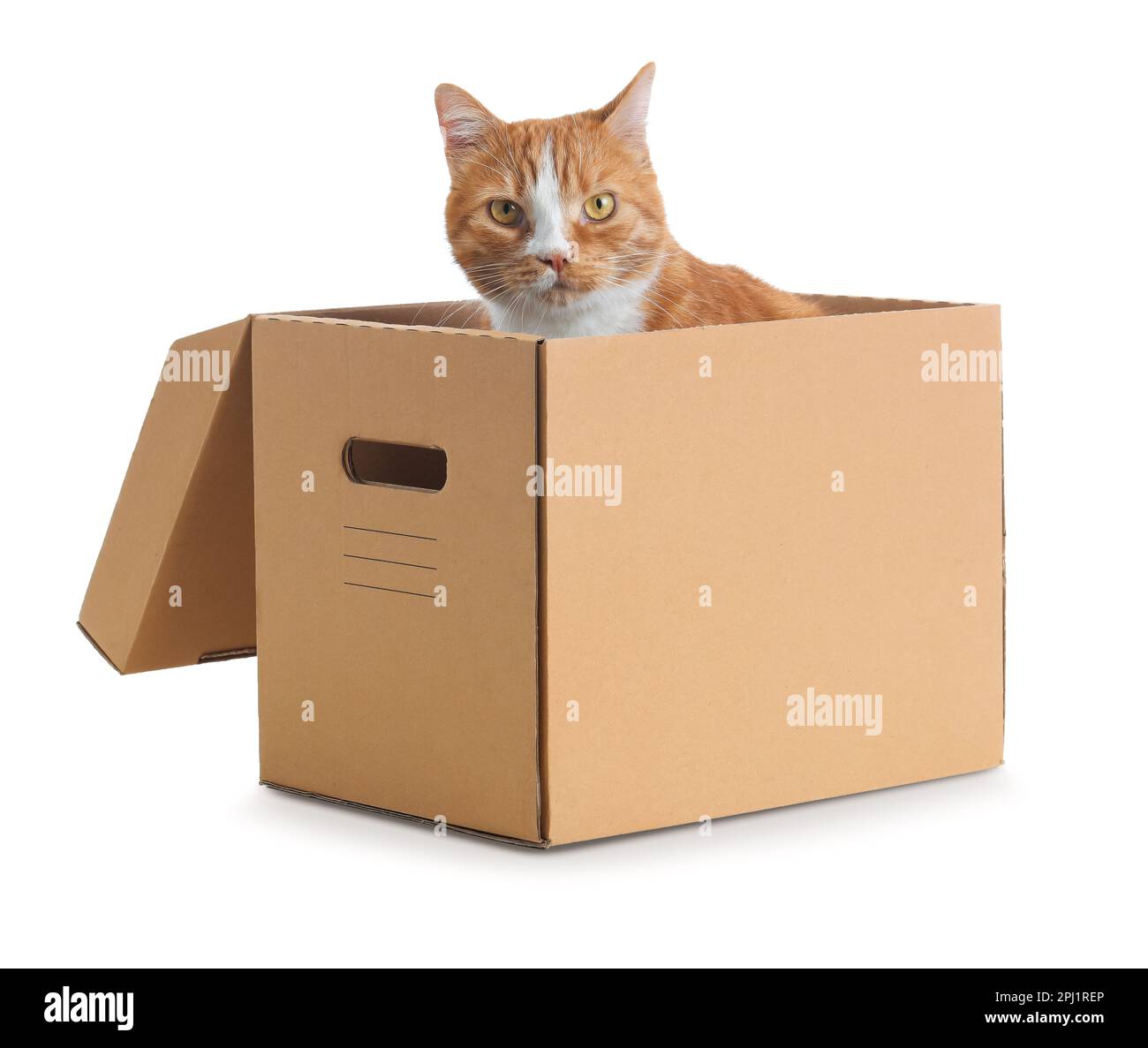 Funny cat in cardboard box on white background Stock Photo Alamy