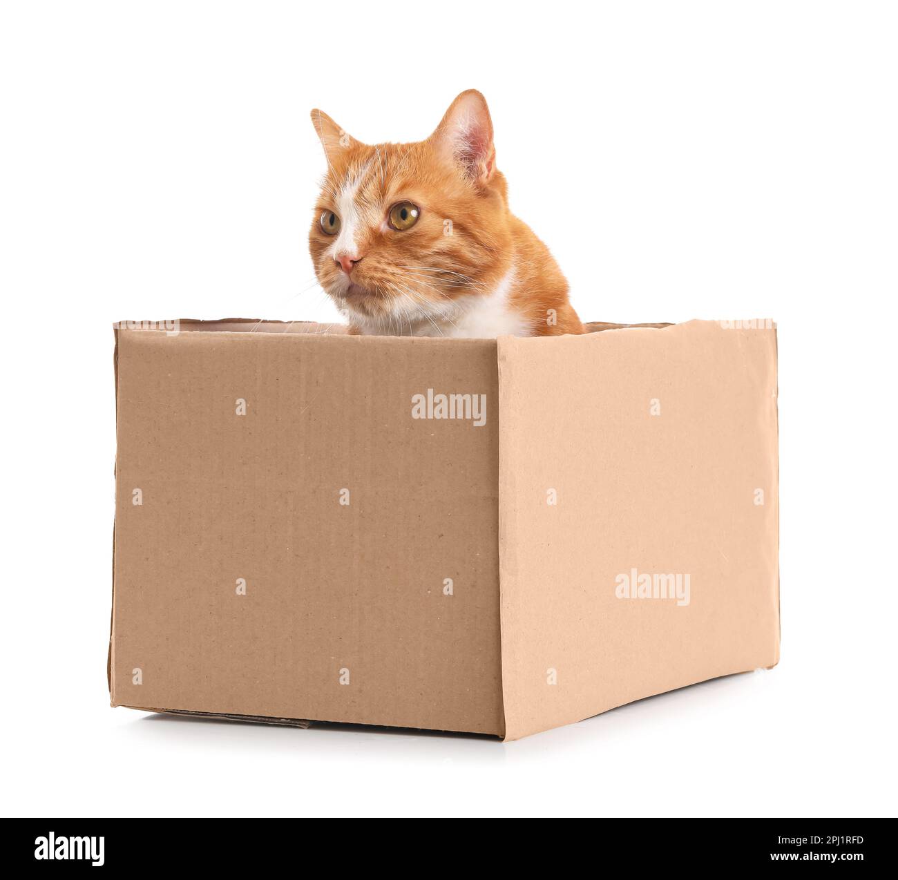 Funny cat in cardboard box on white background Stock Photo Alamy