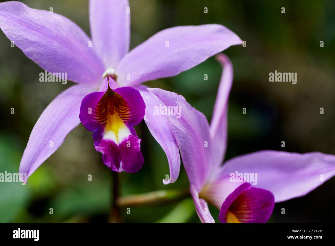 Close up of a Lavendar Laelia Orchid Flower Stock Photo