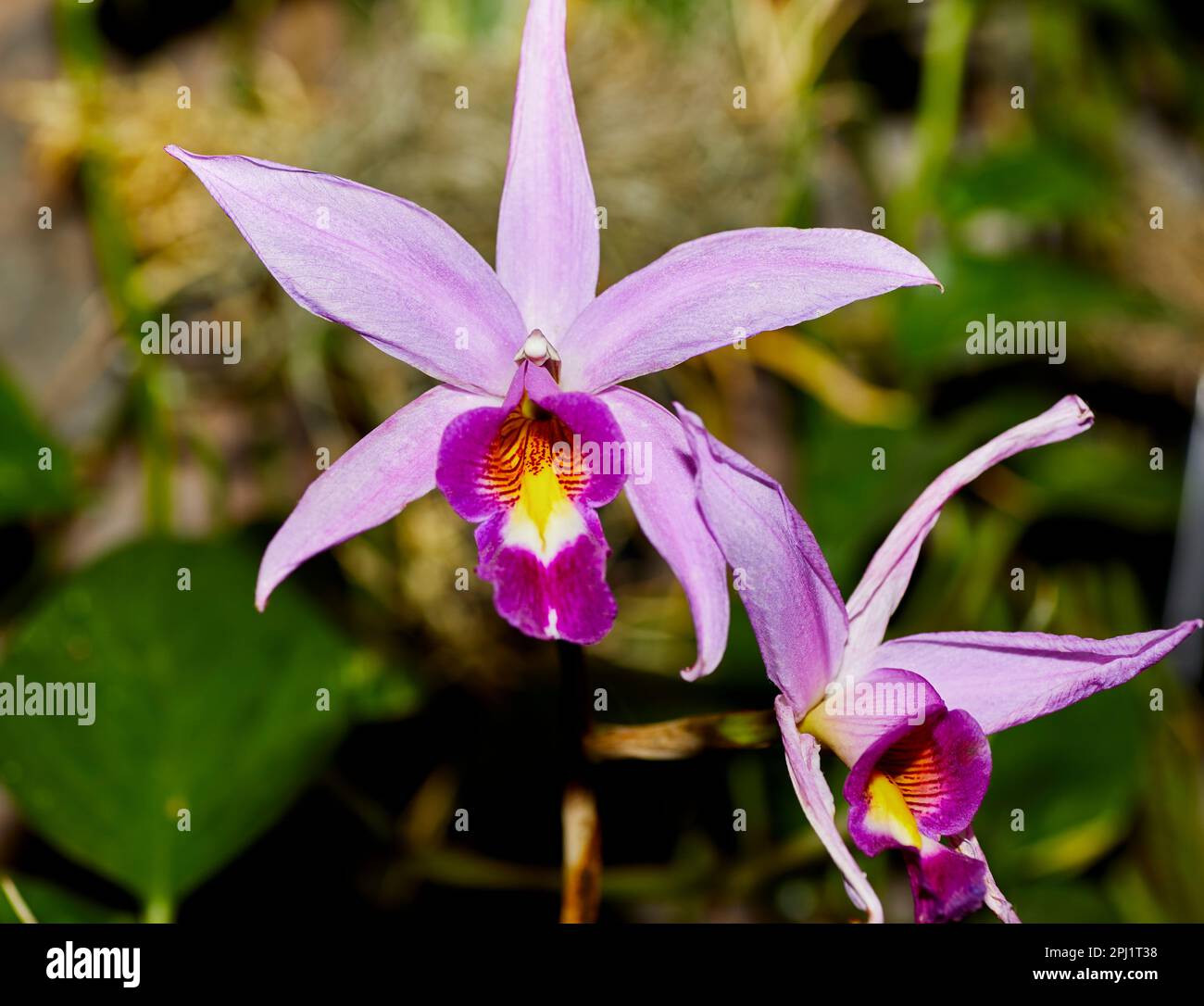 Close up of a Lavendar Laelia Orchid Flower Stock Photo