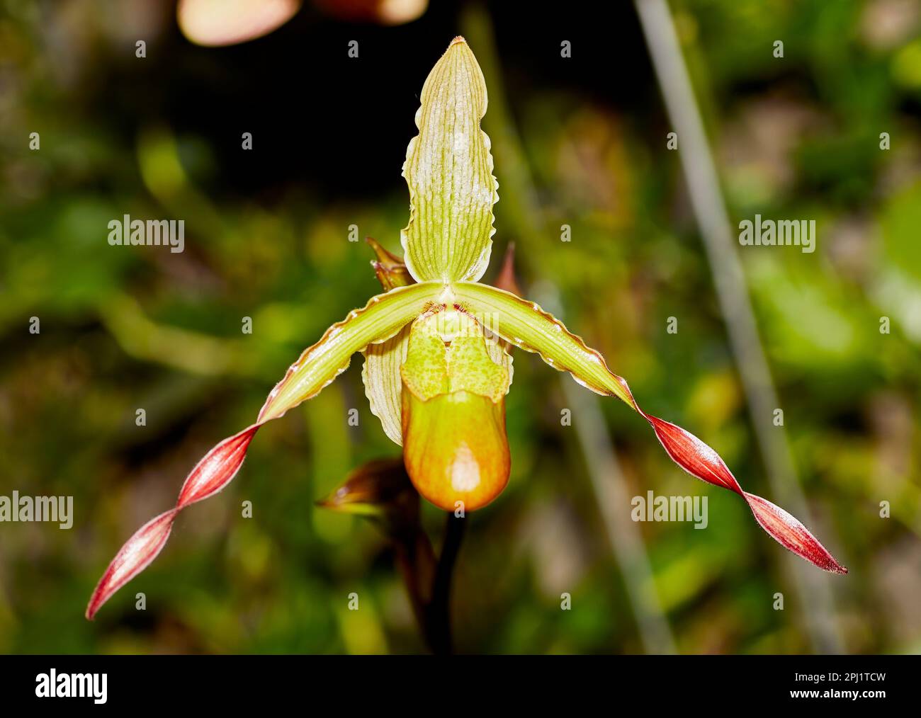 Close up of a Phragmipedium Orchid Flower Stock Photo
