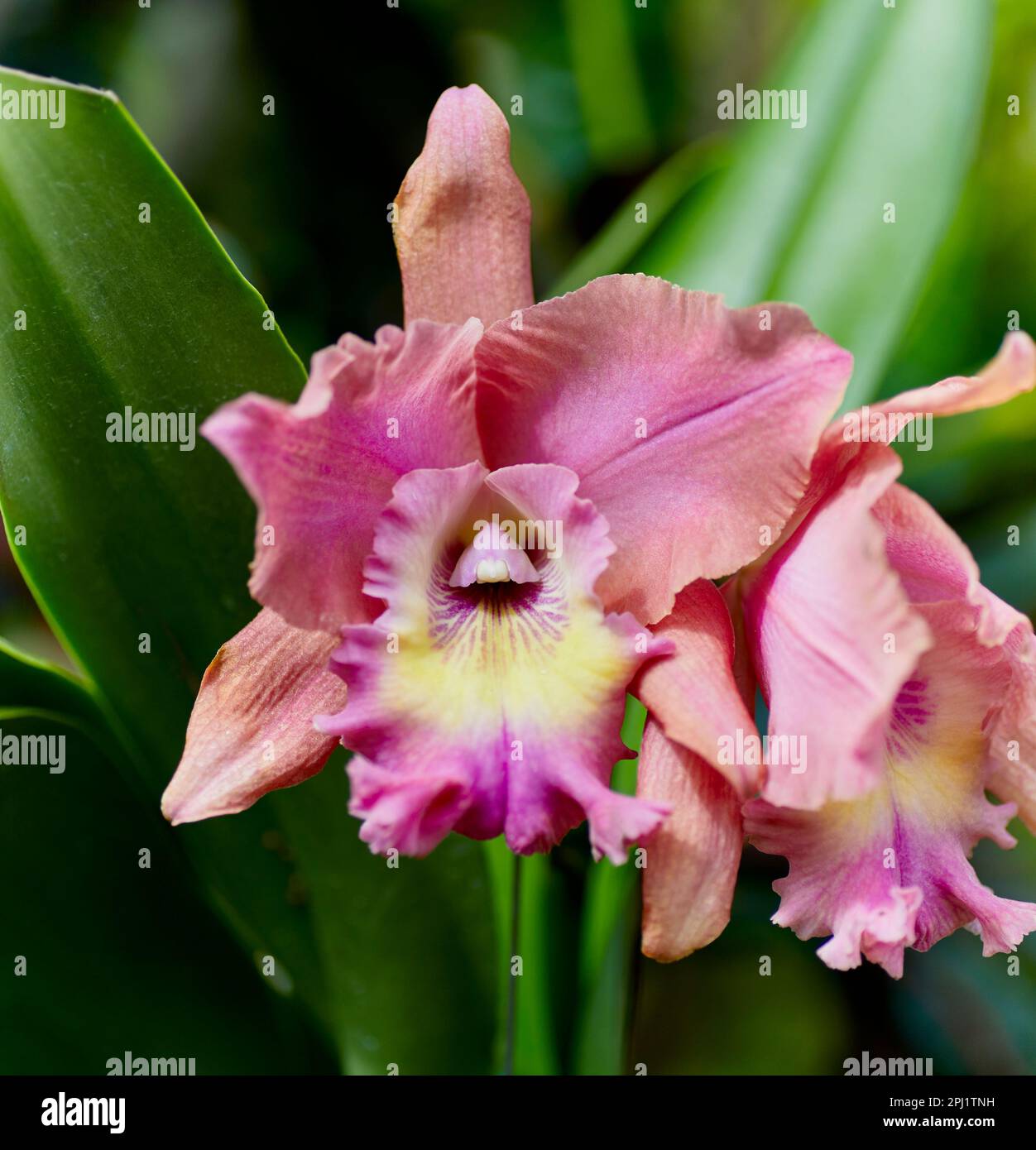 Close up of a Pink and Yellow Cattleya Orchid Flower Stock Photo