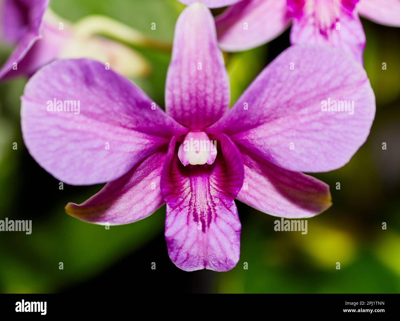 Close up of a Pink Cattleya Orchid Flower Stock Photo