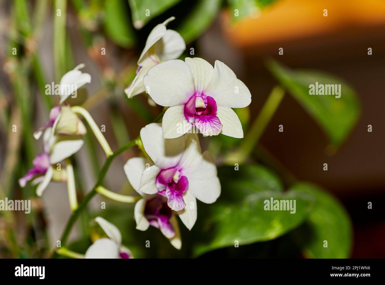 Close up of a Phragmipedium Orchid Flower Stock Photo