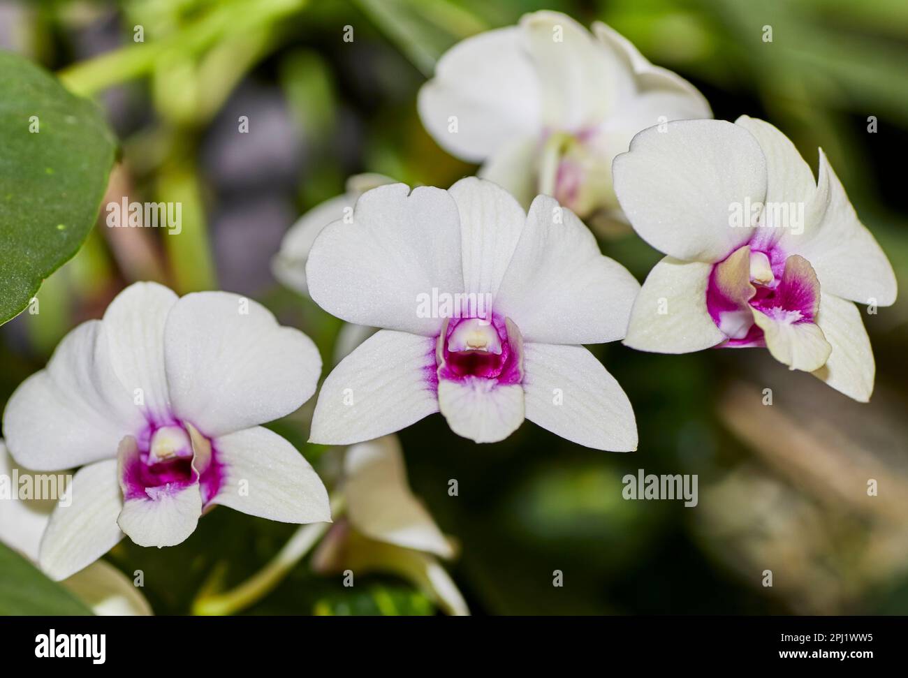 Close up of a White and Purple Dendrobium Orchid Flower Stock Photo