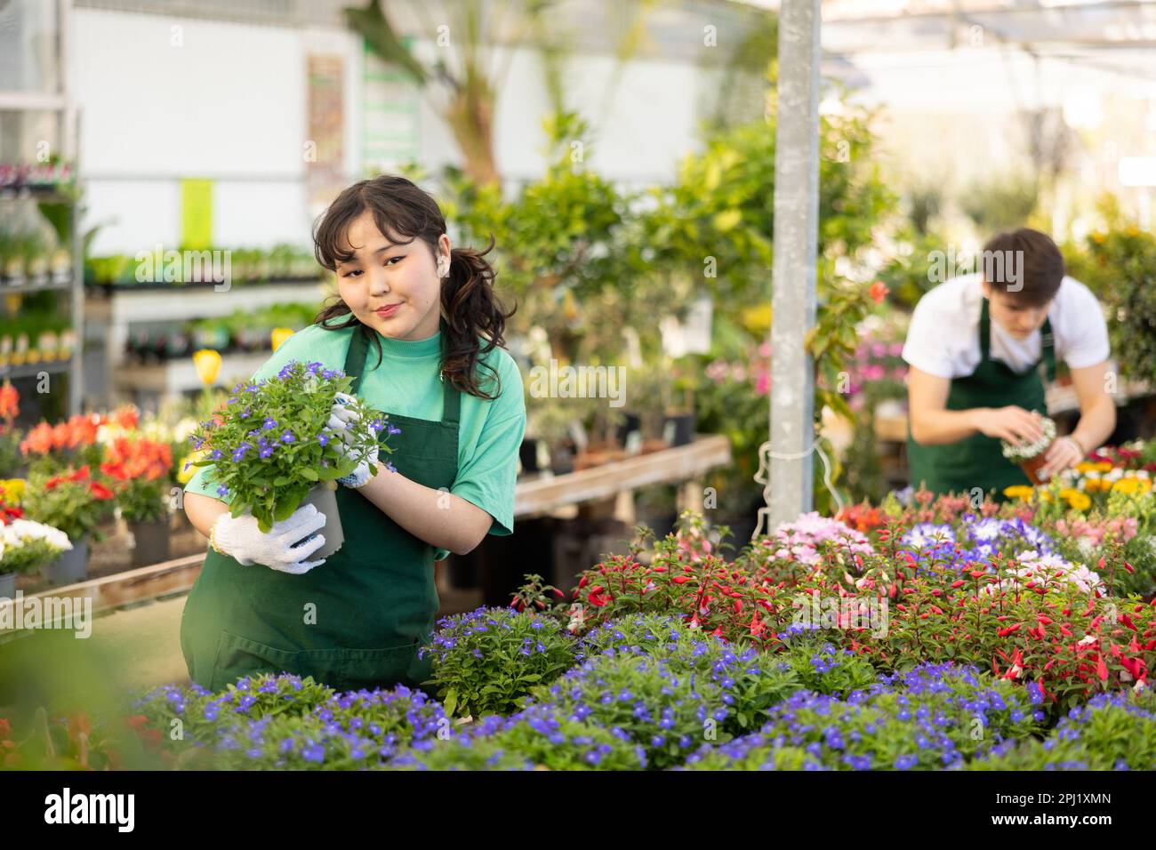 Vendor in flower shop inspects price tags on pots with young lobelia plants and re-evaluates goods Stock Photo
