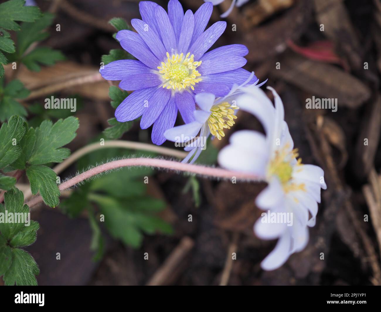 Naturalised blue and white Anemone blanda flowers shot from directly above in early spring in a wild wooded garden in Britain Stock Photo