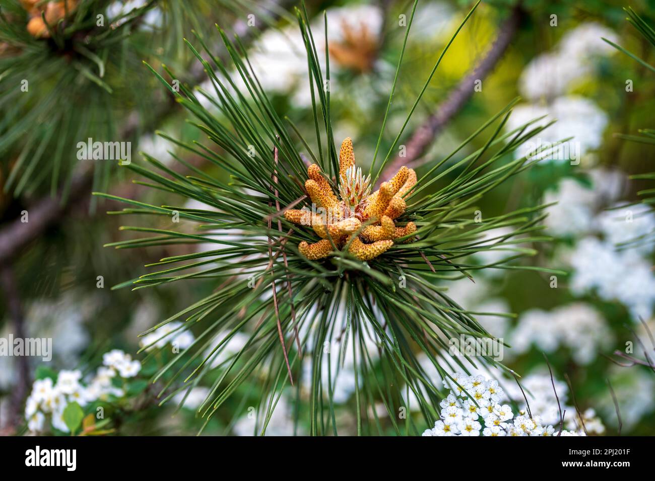Flowering young pine cones. A pine is any conifer tree or shrub in the genus Pinus. Stock Photo