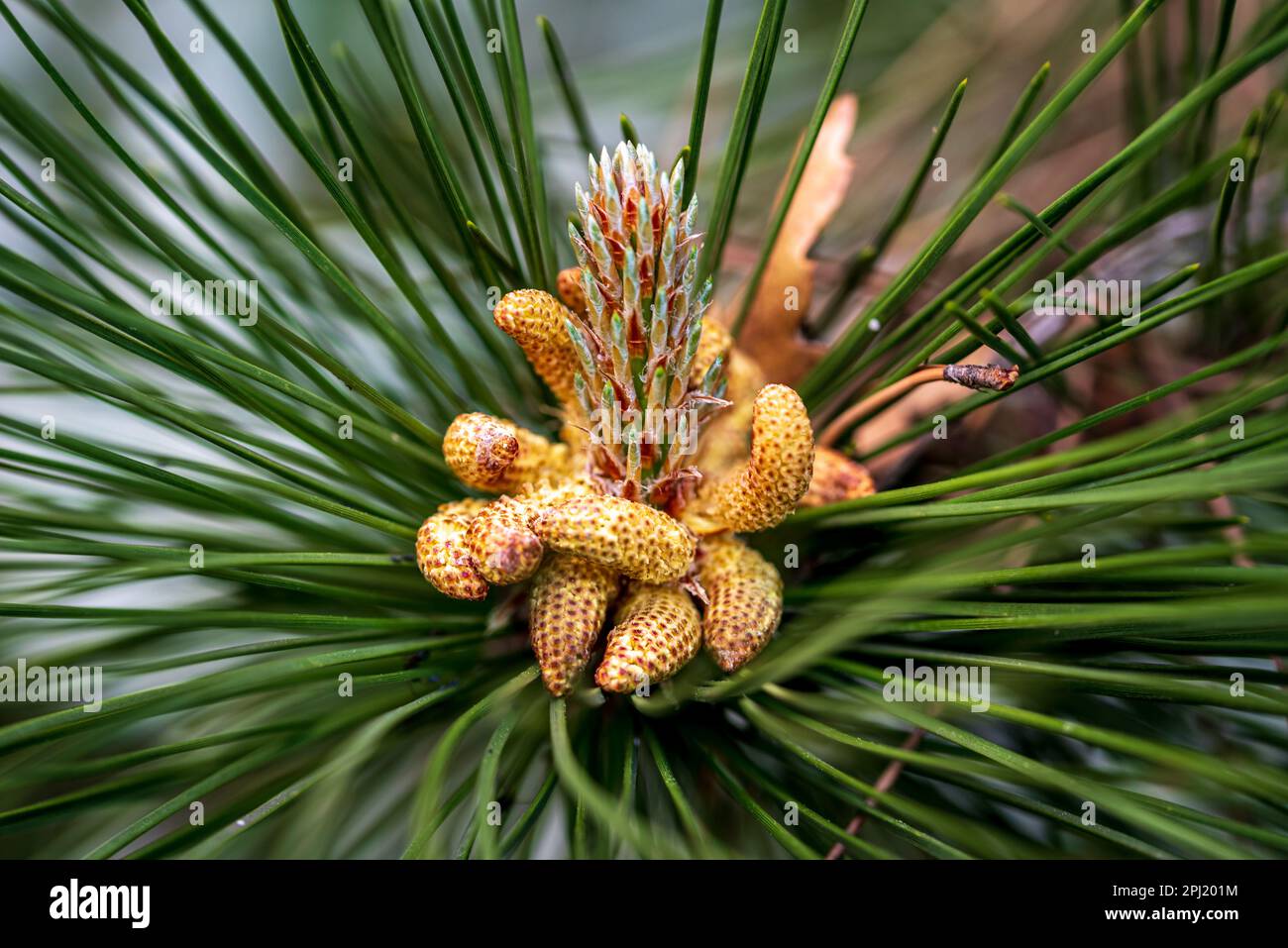 Flowering young pine cones. A pine is any conifer tree or shrub in the genus Pinus. Stock Photo