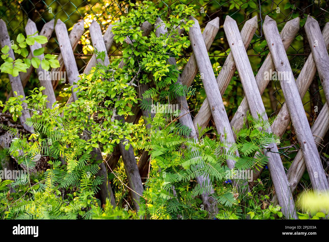 Wood fence flowers hi-res stock photography and images - Alamy