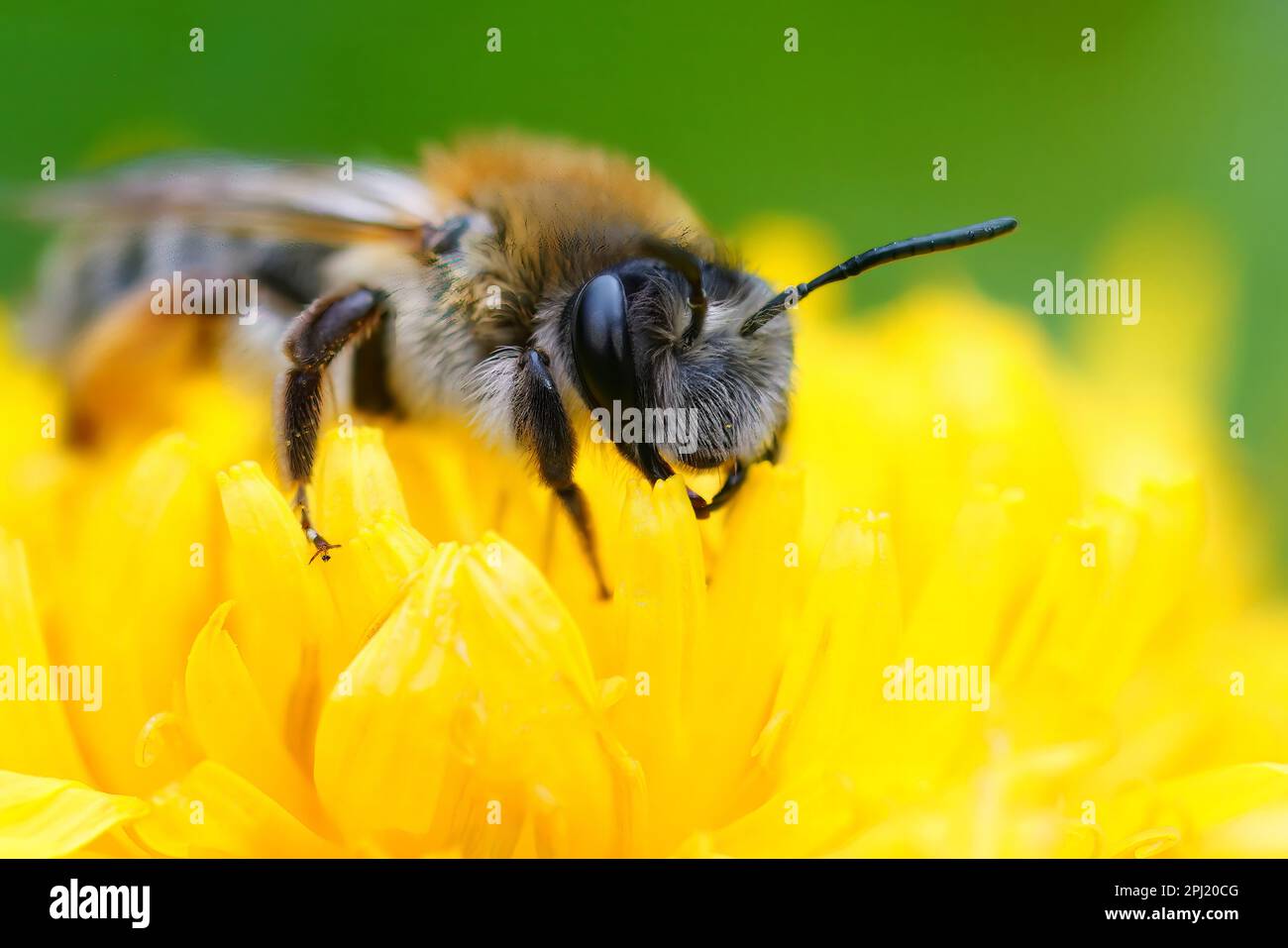 Natural colorful close-up on a female Grey-gastered mining bee, Andrena ...