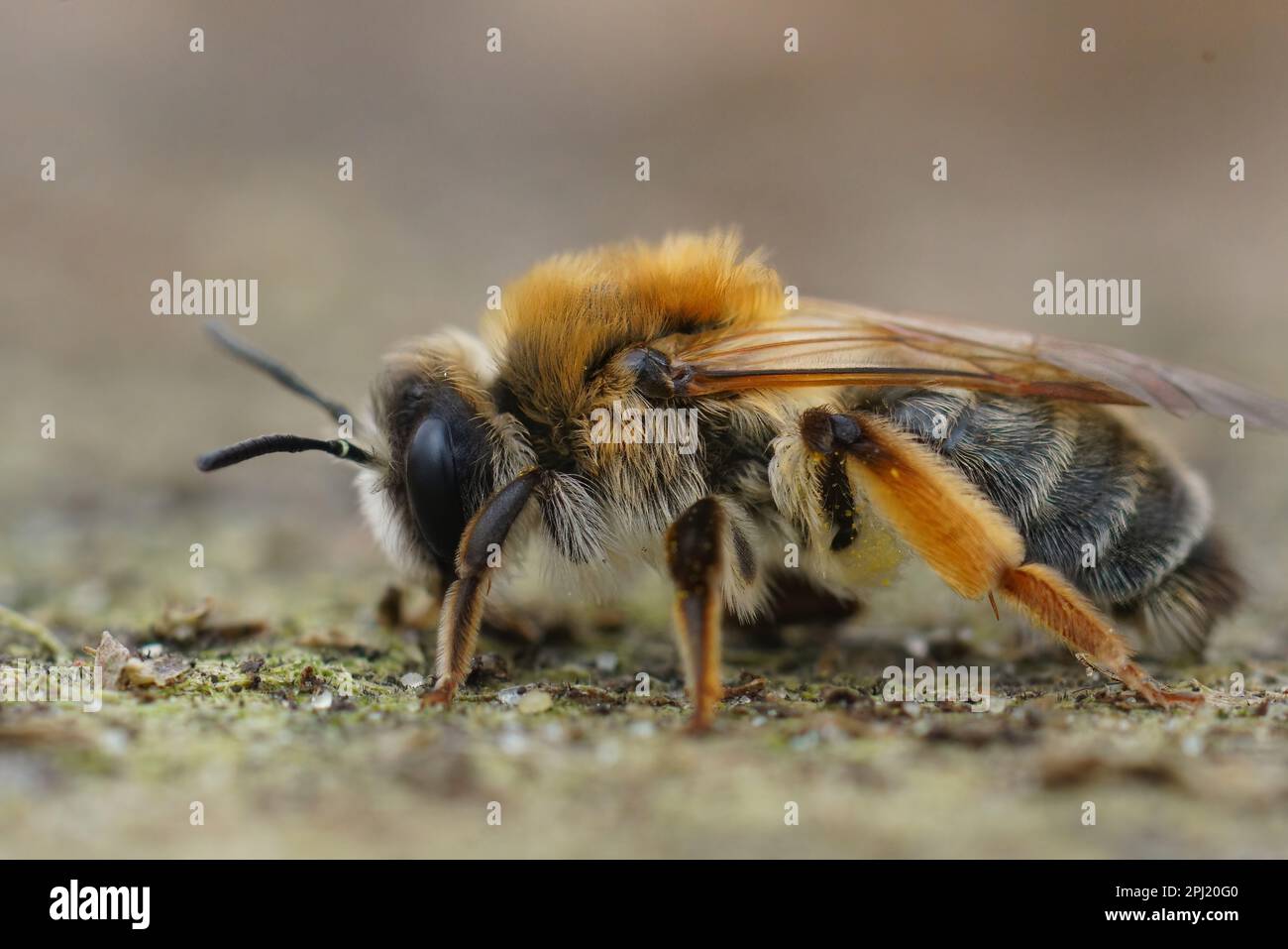 Detailed close-up on a colorful female Grey-gastered mining bee ...