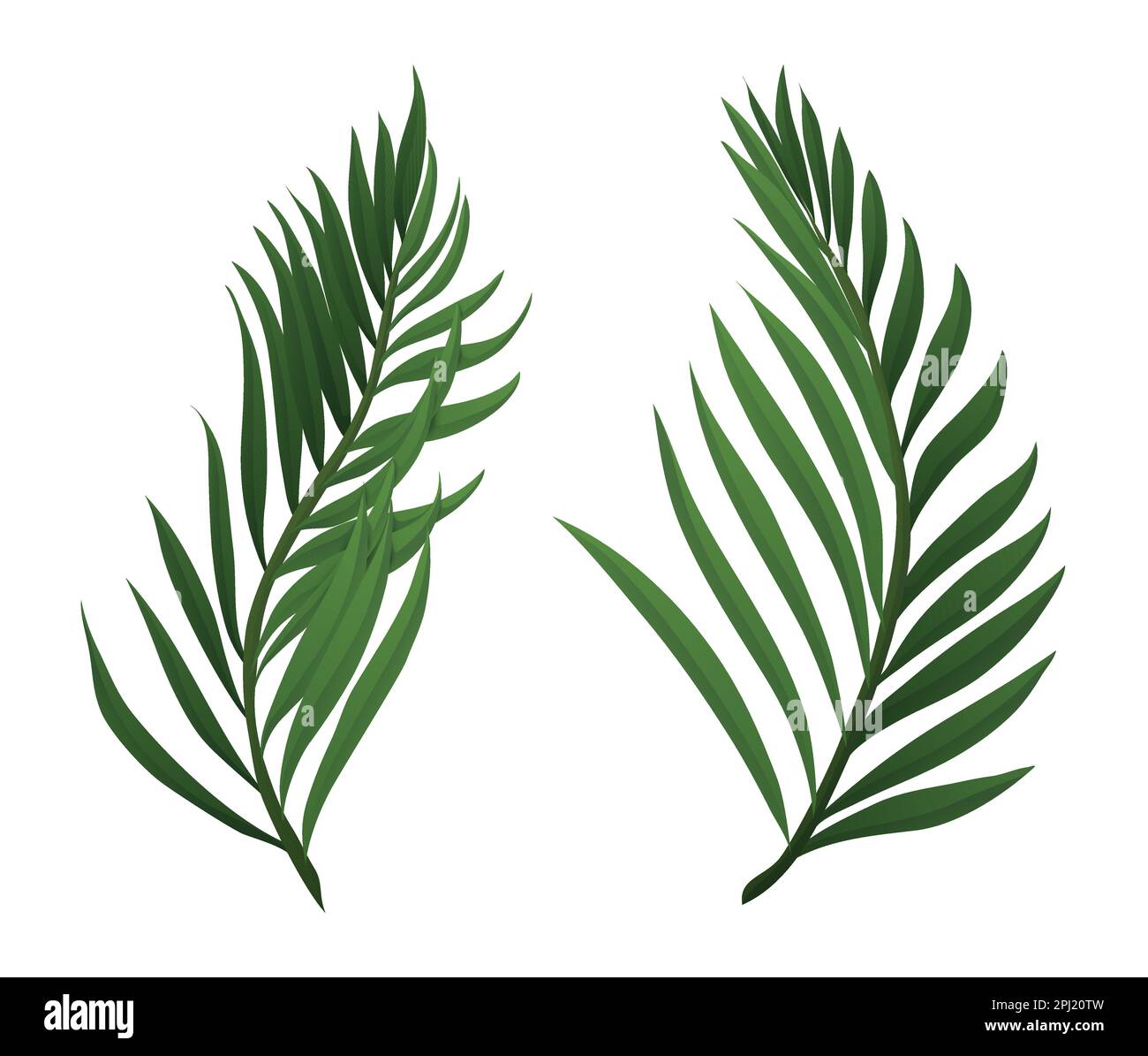 Two green palm branches in gradient style, isolated over white background. Stock Vector