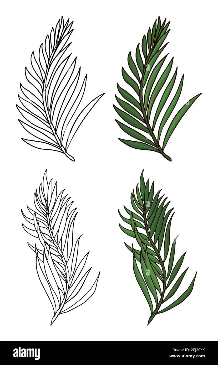 Group of palm branches in two versions: one in outlines for coloring and the other in green colors and cartoon style. Stock Vector