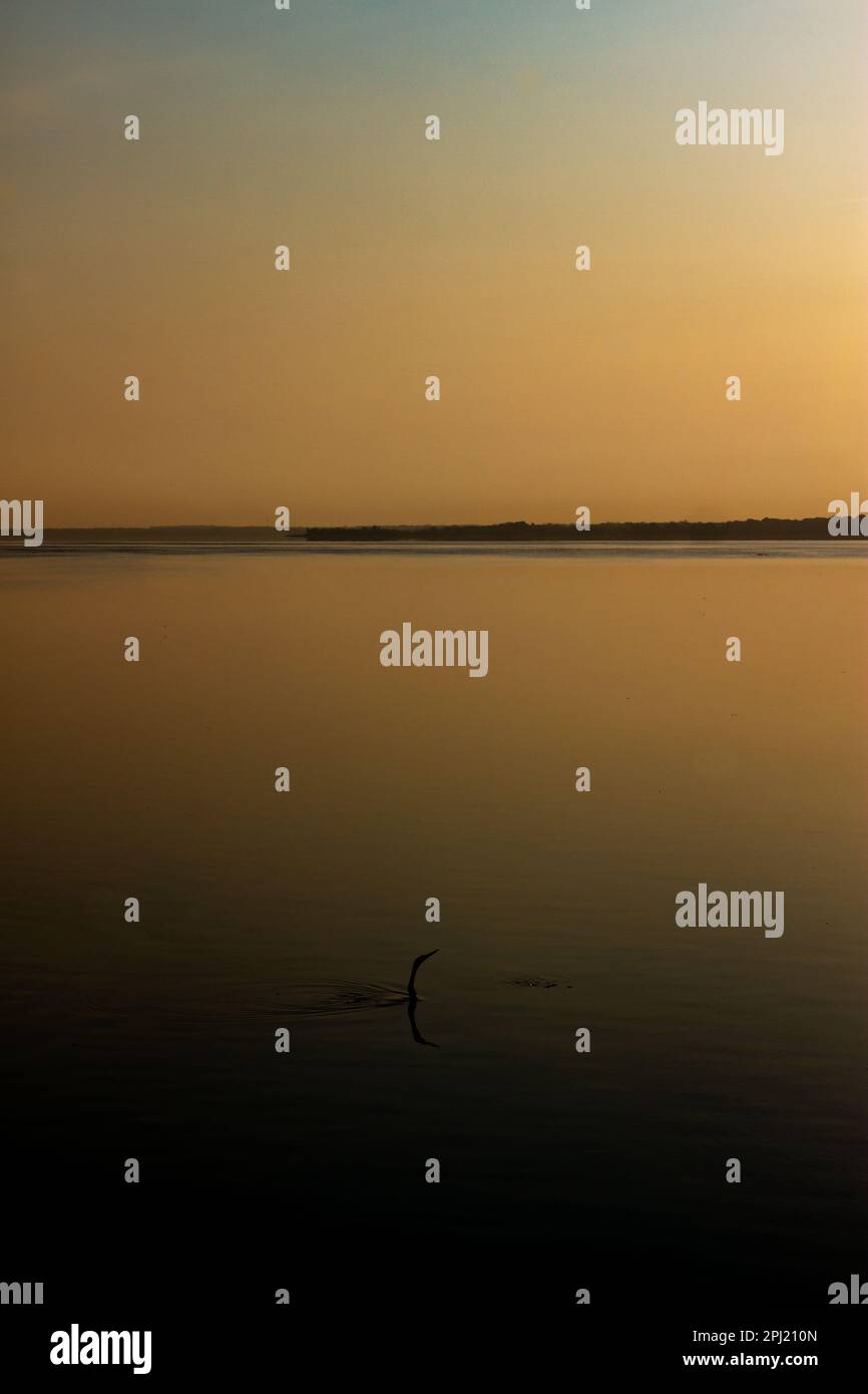 Bird anatomy hi-res stock photography and images - Alamy