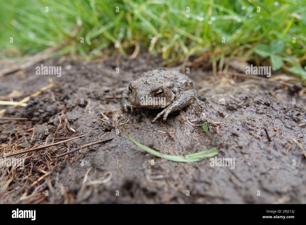 Closeup on a female European common toad, Bufo bufo sitting on the ground and grass in the garden in rainy weather Stock Photo