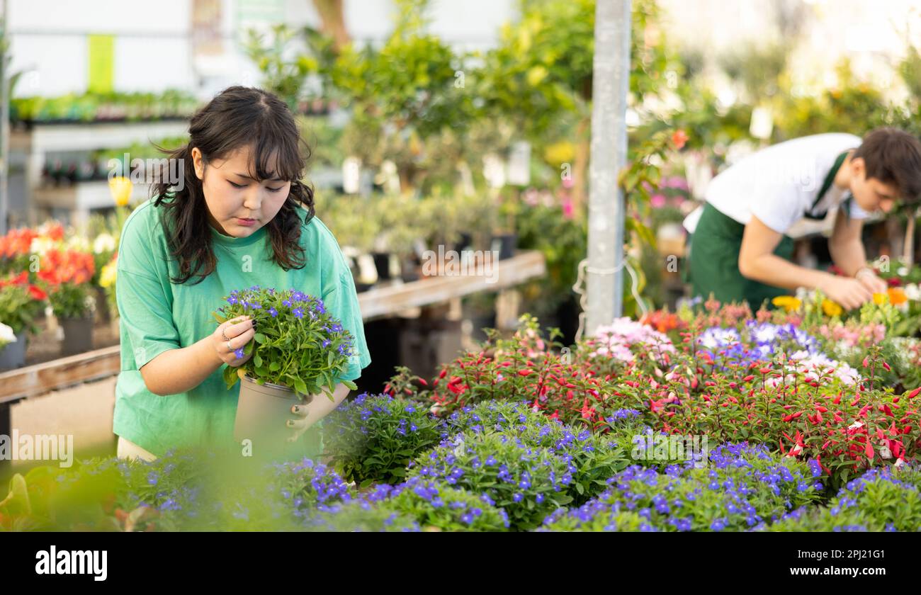 Young Asian girl choosing flowering potted lobelia in greenhouse Stock Photo