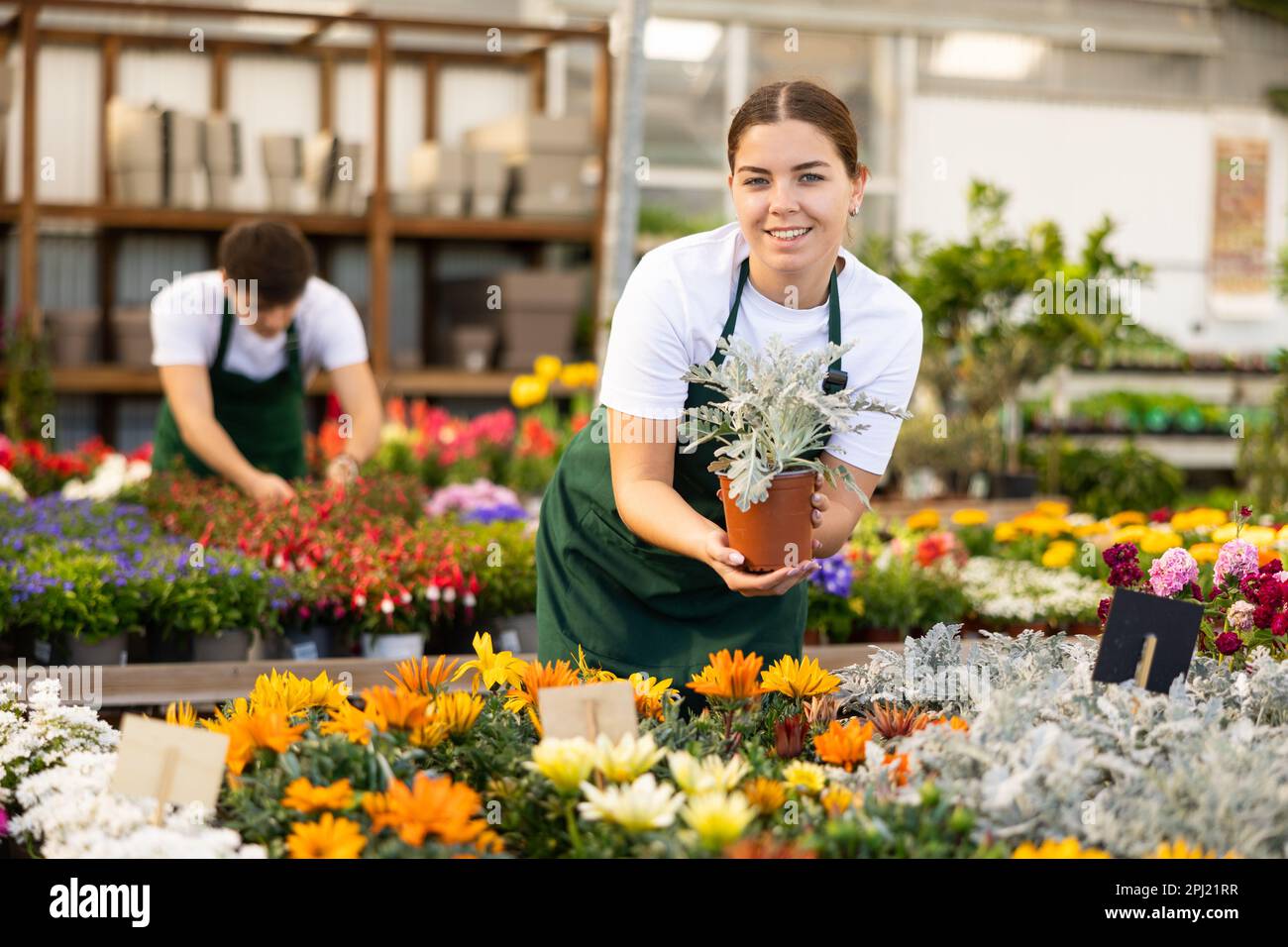 Skillful young woman, botanist holding pot with Cineraria Maritima plant in glasshouse Stock Photo