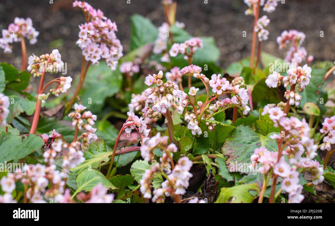 Close-up of colourful Pink Bergenia plant growing in an English Garden. Stock Photo