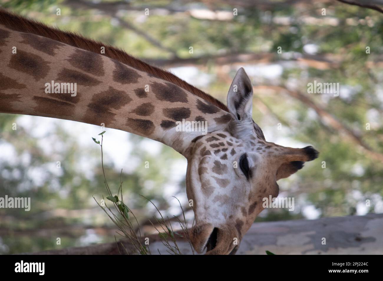 Giraffe At Bannerghatta National Park Bangalore Standing In The Zoo 