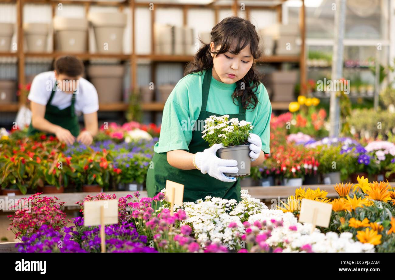 Young Asian girl greenhouse worker checking potted Iberis Stock Photo ...