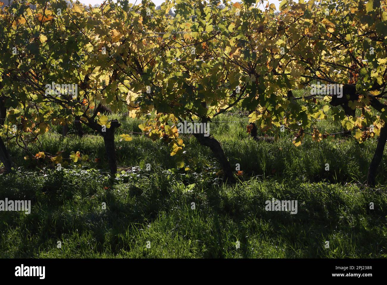 Grapes on Vines in Autumn at Denbies Wine Estate Dorking Surrey England