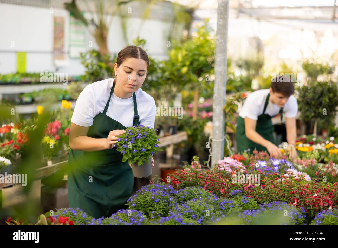 Female vendor in flower shop inspects price tags on pots with lobelia plants and re-evaluates goods Stock Photo