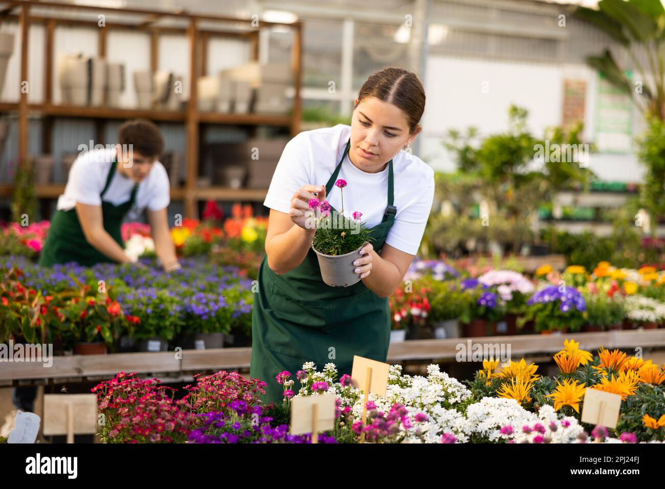 Skilled young female florist caring about potted Armeria Caespitosa flowers in greenhouse Stock Photo