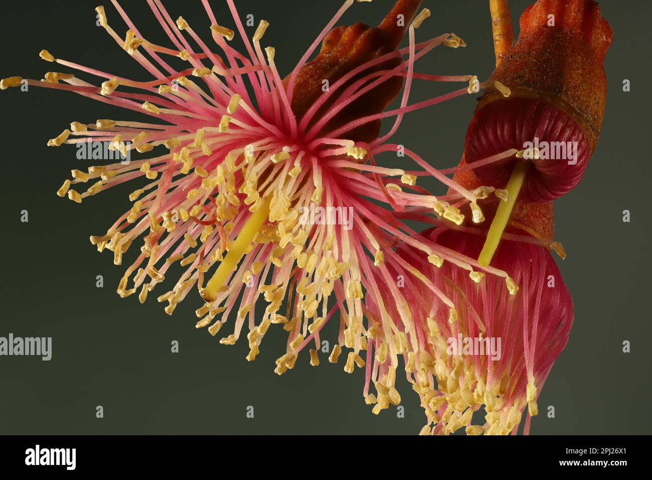 Close-up of Coral Gum (Eucalyptus torquate) flowers. Australian native tree. Stock Photo