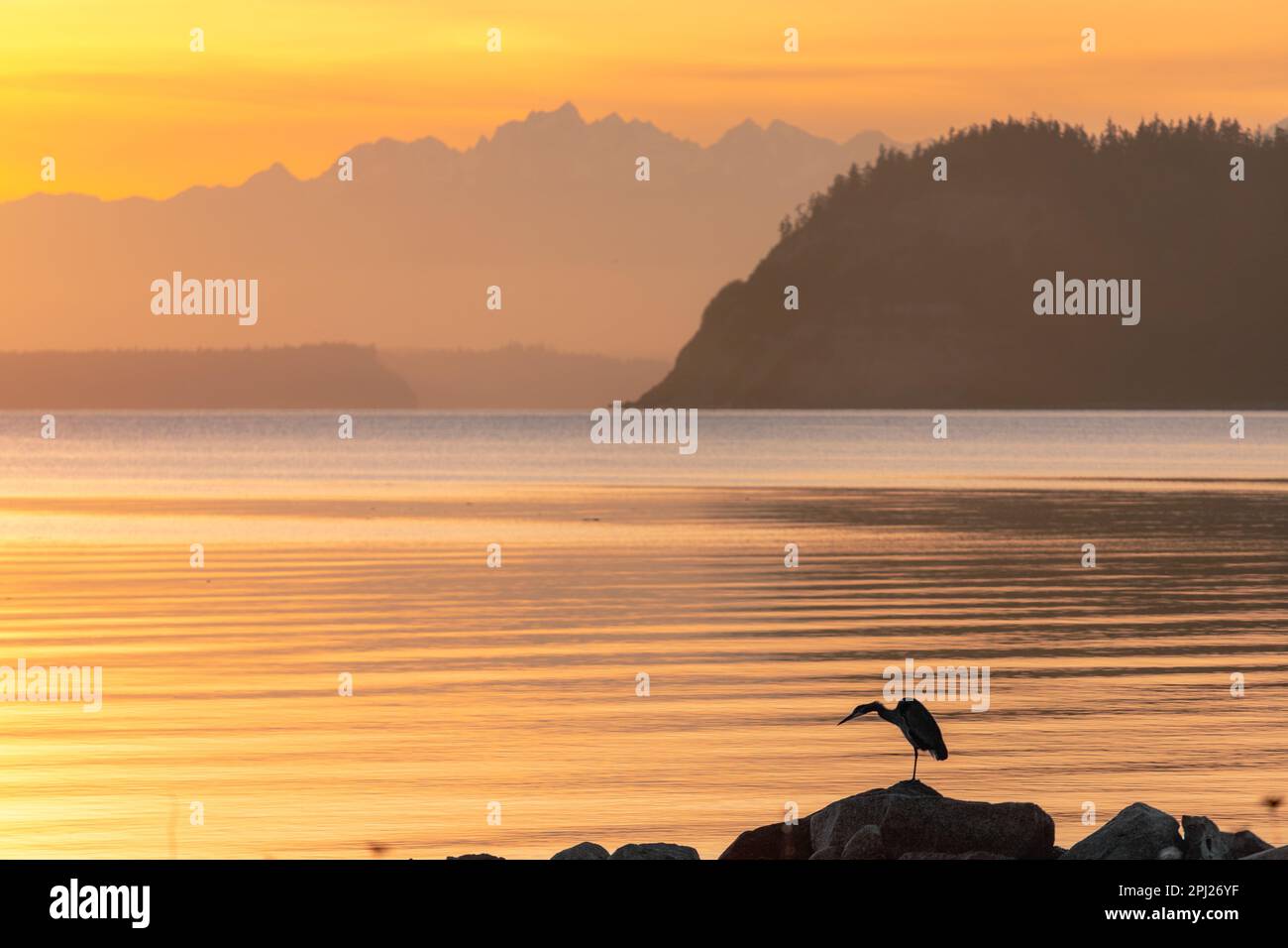 Large Bird Standing on Shoreline with Stunning Oceanscape and Hazy Layers of the Olympic Mountains and Double Bluff on Whidbey Island Stock Photo