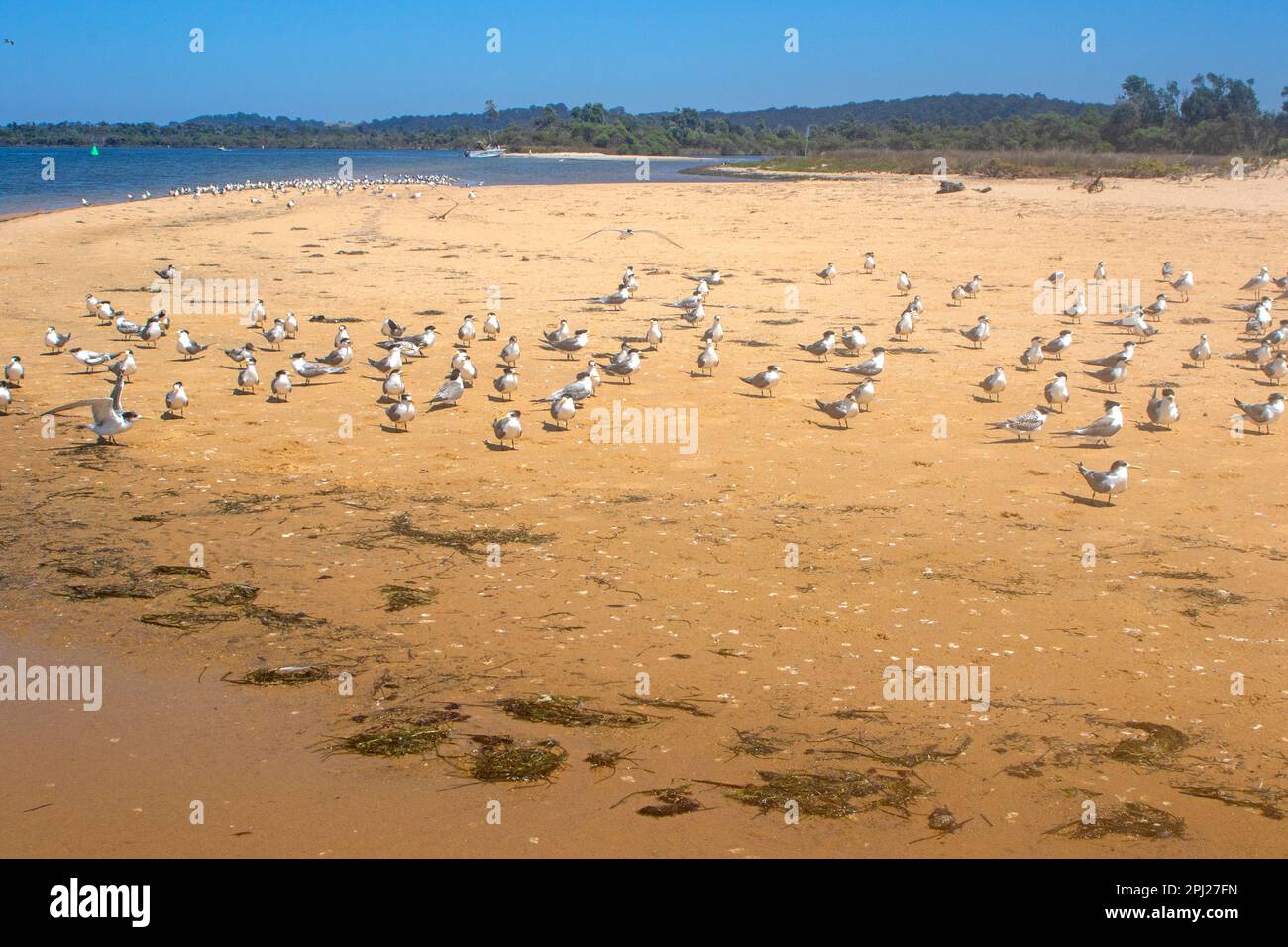 Fairy terns on Rigby Island in the Gippsland Lakes Stock Photo