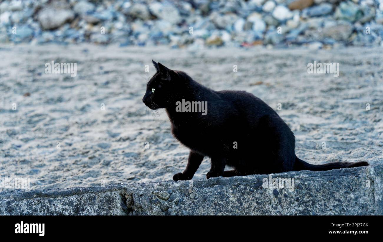 A black cat in profile facing left. Sitting on a wall staring intently